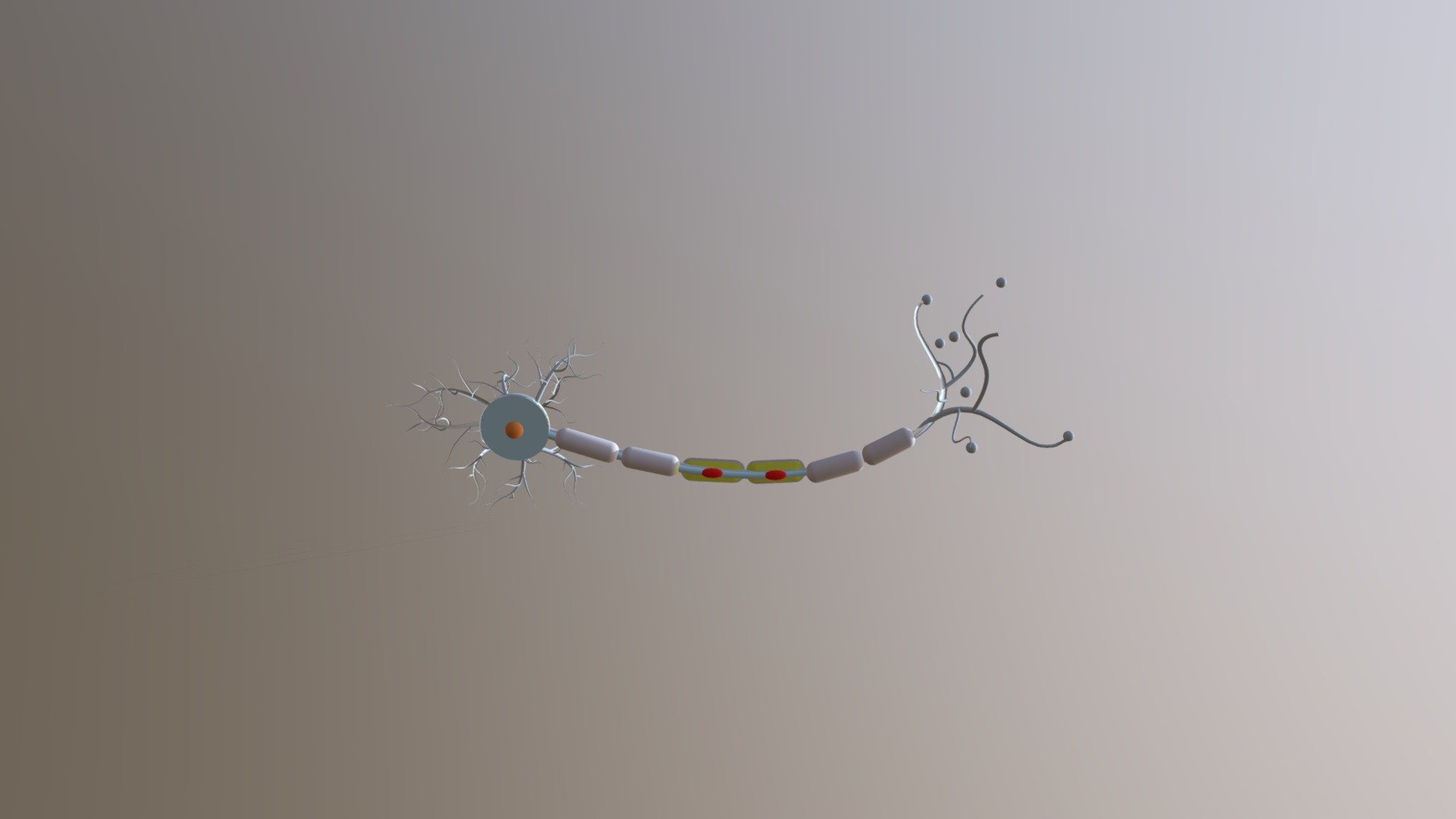 Bagian neuron (Sistem saraf manusia) 3d model