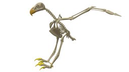 Bald Eagle Skeleton