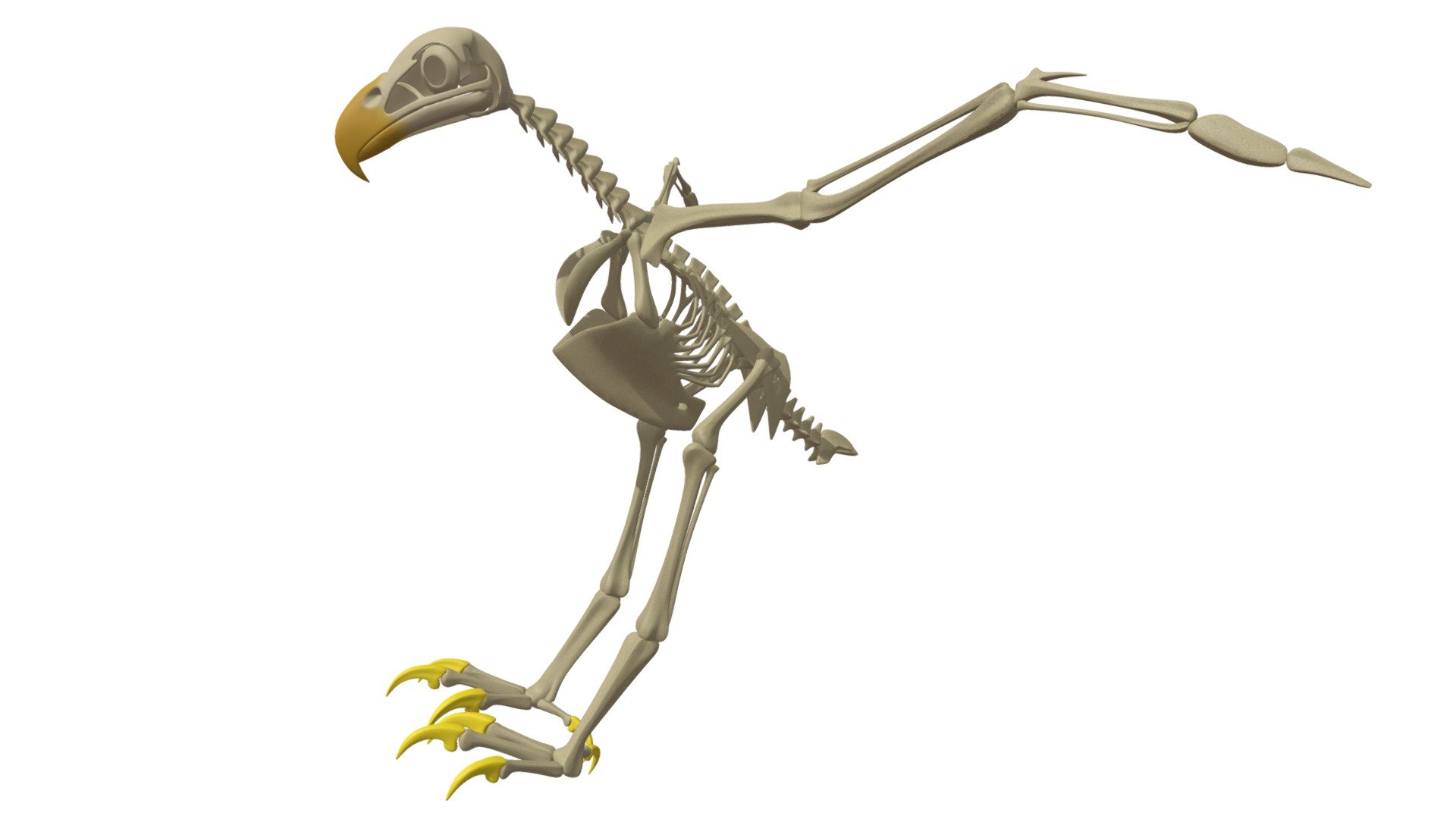 Bald Eagle Skeleton 3d model