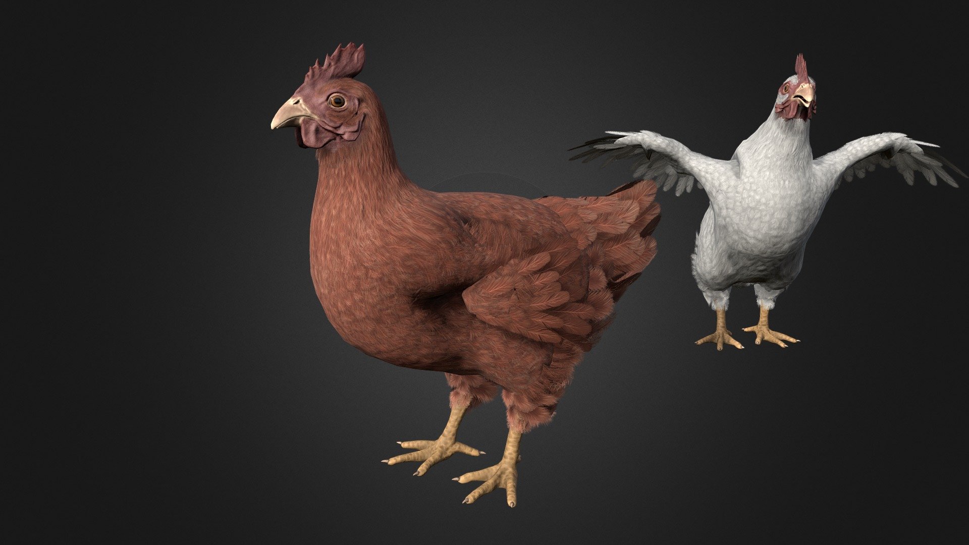 Chicken 2 3d model