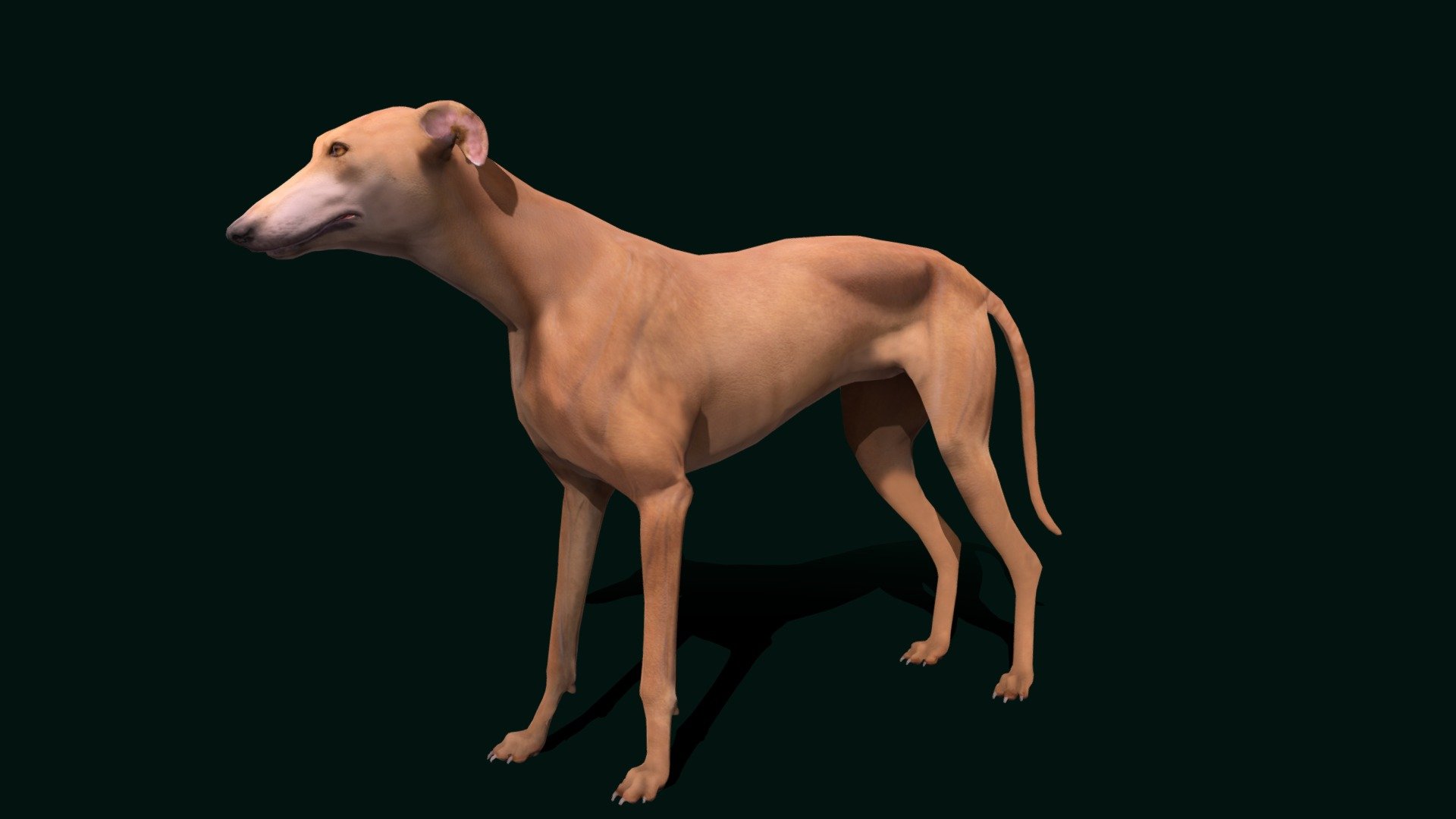 English Greyhound Dog Breed (LowPoly) 3d model