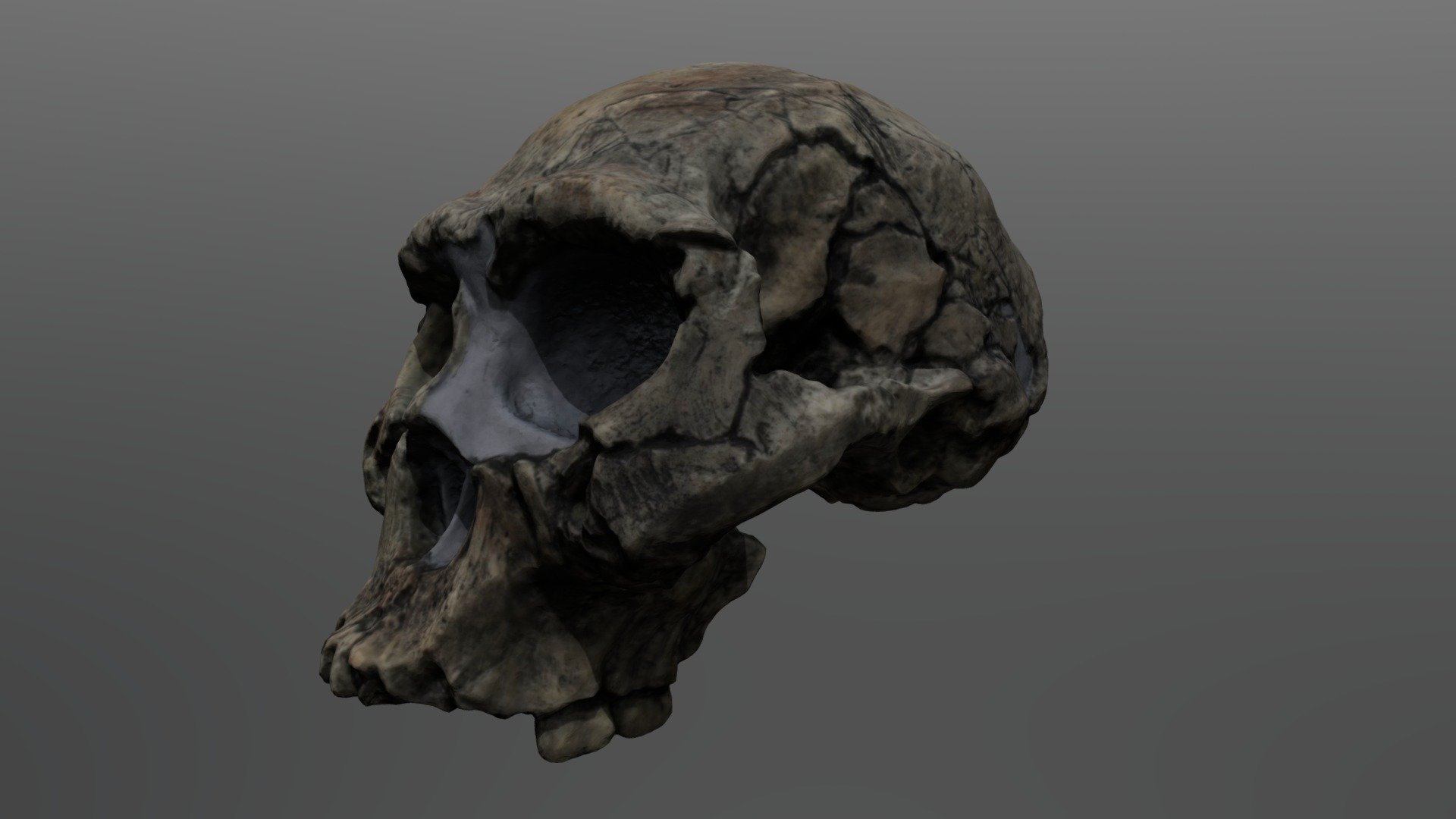 Homo erectus Cranium (Dmanisi 2) 3d model