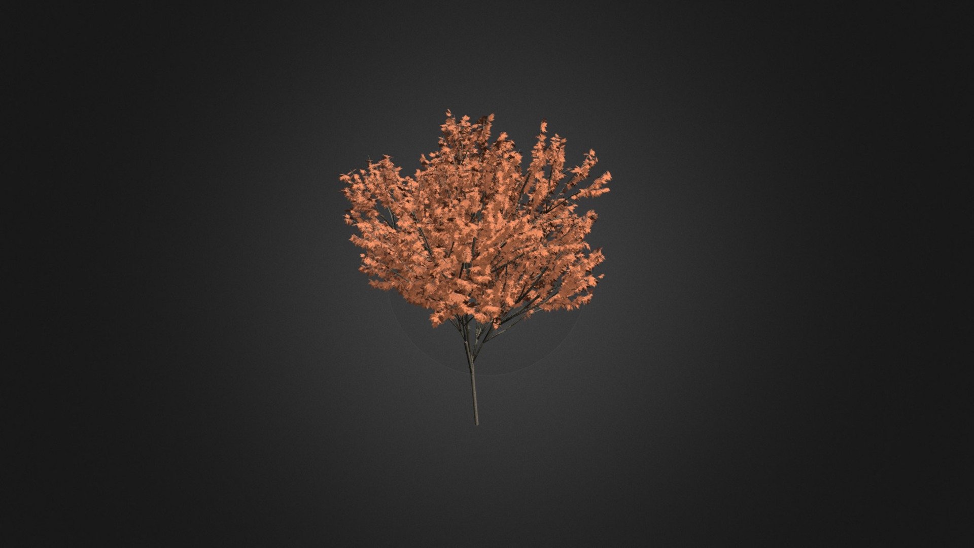 Red Maple (Acer rubrum) 5.7m 3d model