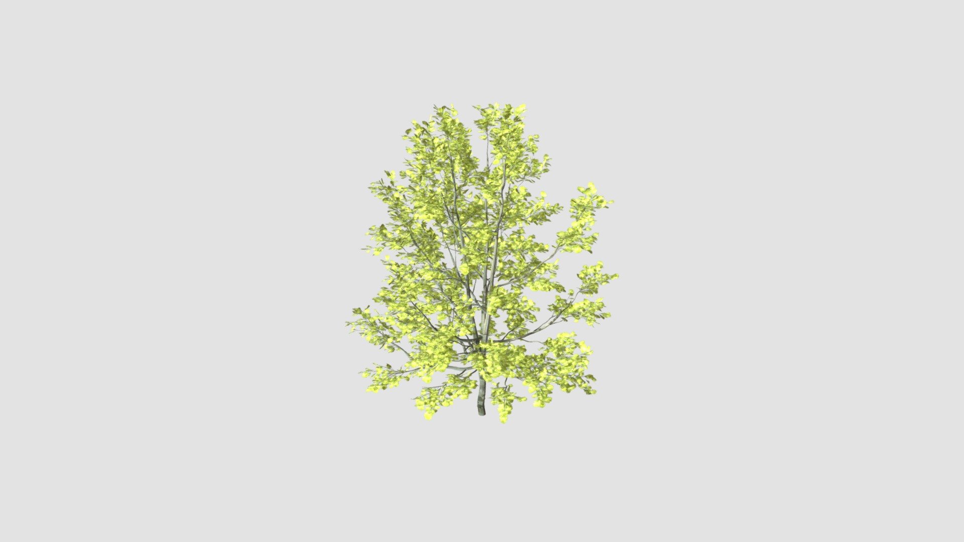 Quercus robur Concordia  v 3d model