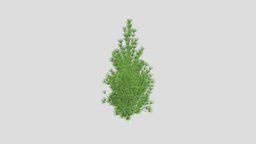 Pinus sylvestris 32 AM219 Archmodel