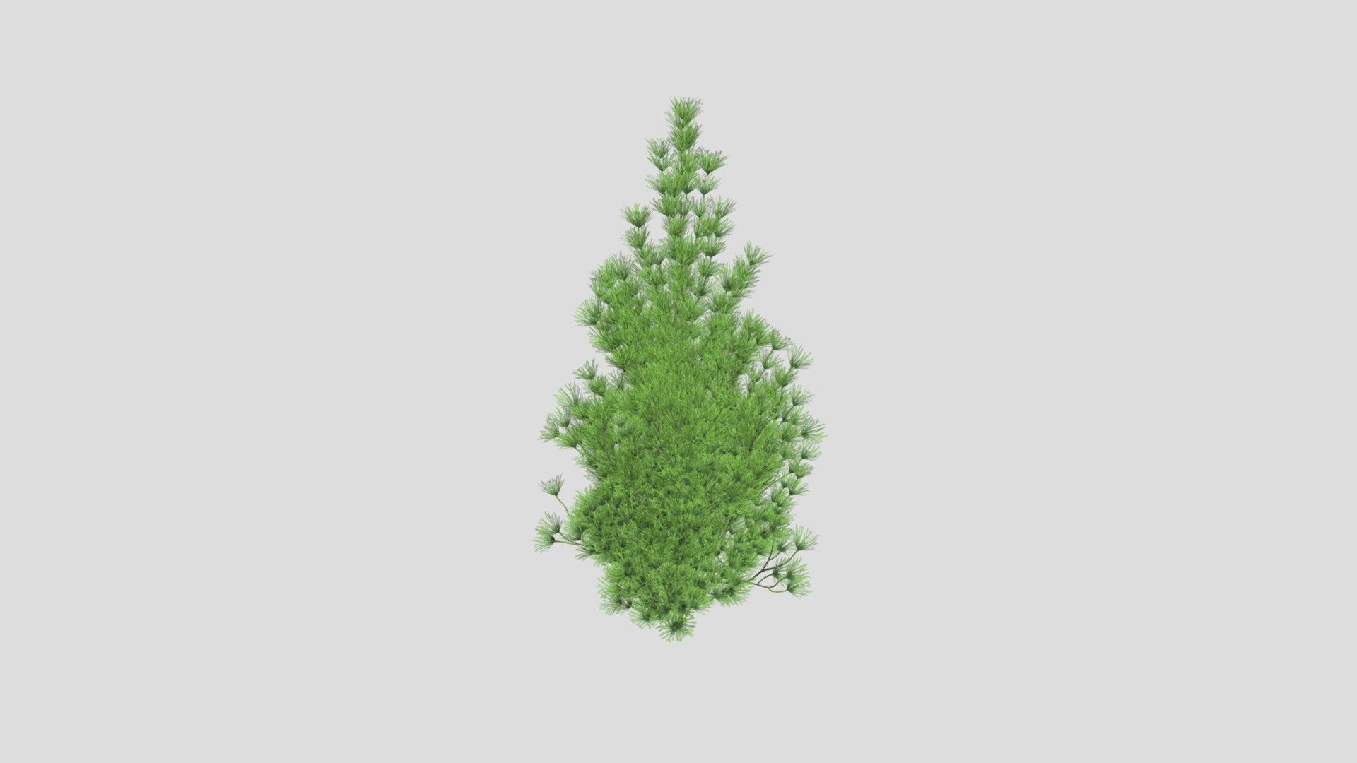 Pinus sylvestris 32 AM219 Archmodel 3d model