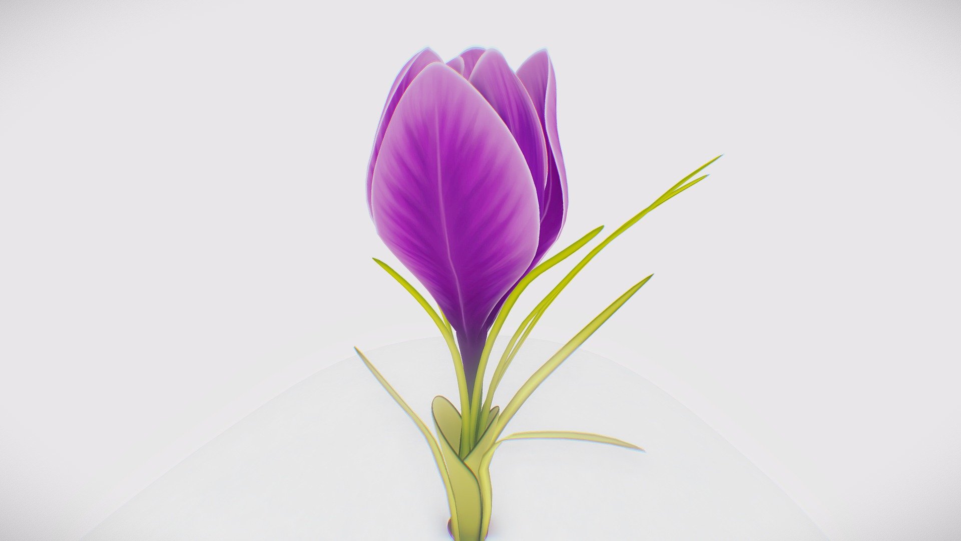 Magic Crocus 3d model