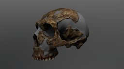 Homo neanderthalensis Cranium (Shanidar-1)