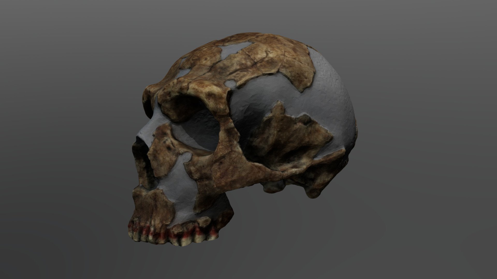 Homo neanderthalensis Cranium (Shanidar-1) 3d model