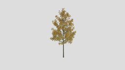 Fraxinus Autumn 50 AM250 Archmodel