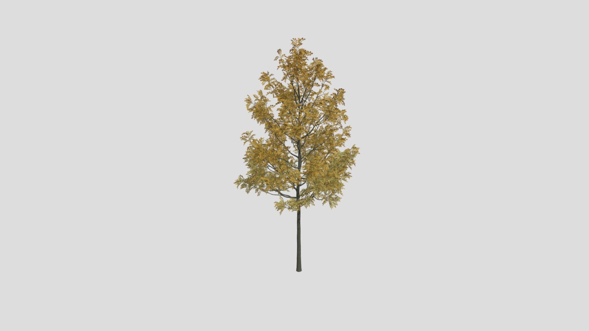 Fraxinus Autumn 50 AM250 Archmodel 3d model