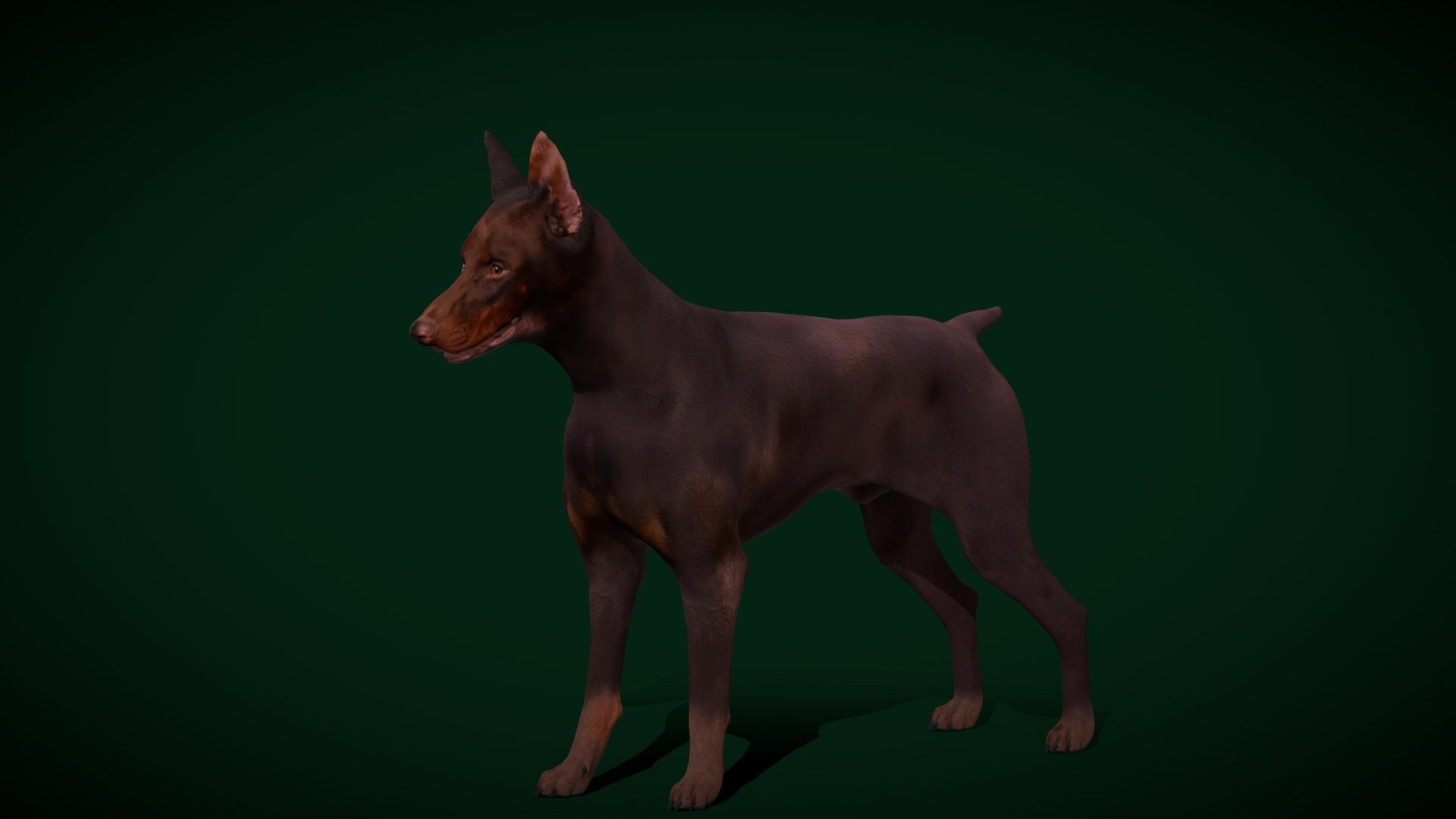 Dobermann Pinscher Dog Breed (Game Ready) 3d model