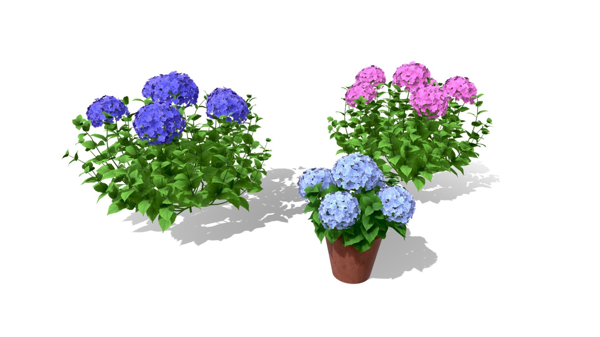 Big Daddy Hydrangea Flower shrubs 3d model