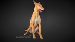 Pharaoh Hound Dog Low Poly