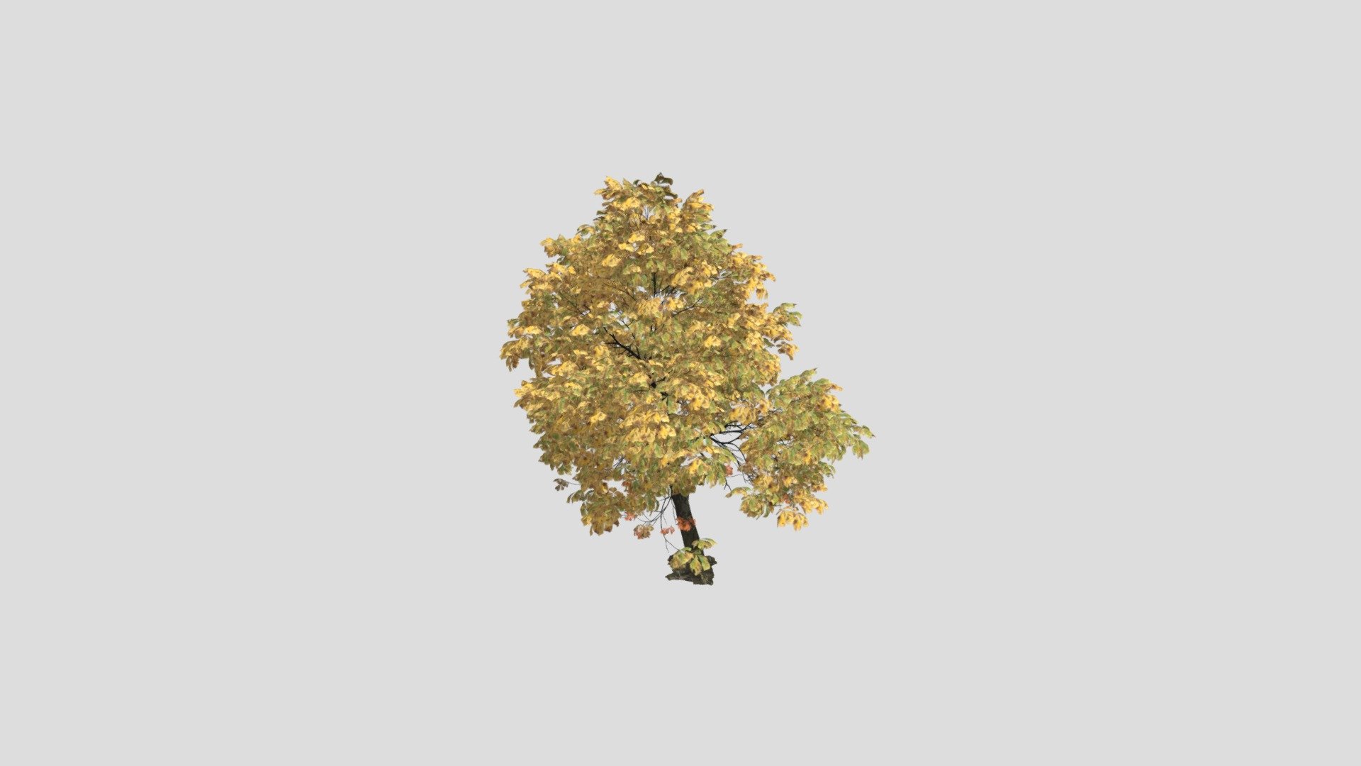 Chestnut 11 AM258 Archmodel 3d model