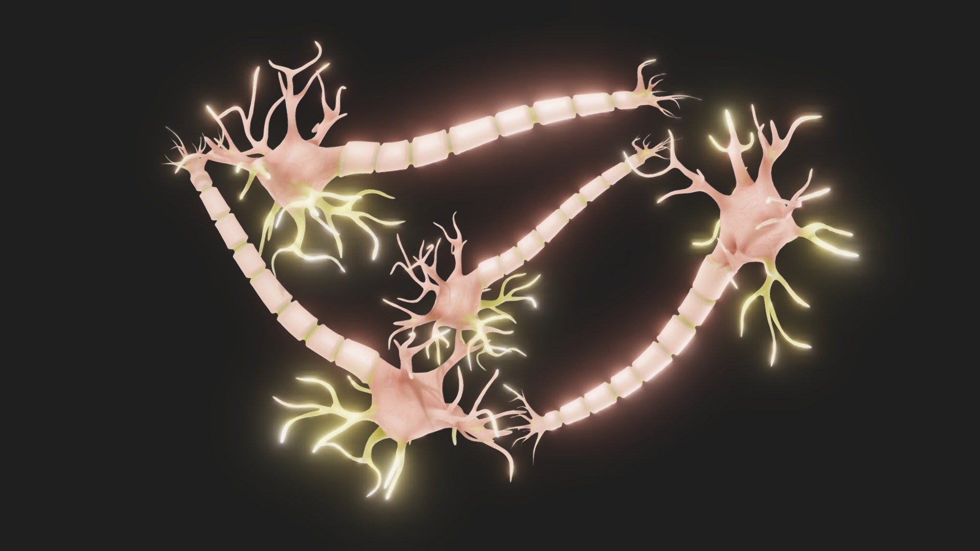 Neuron Nerve Cell Anatomy In Details 3d model