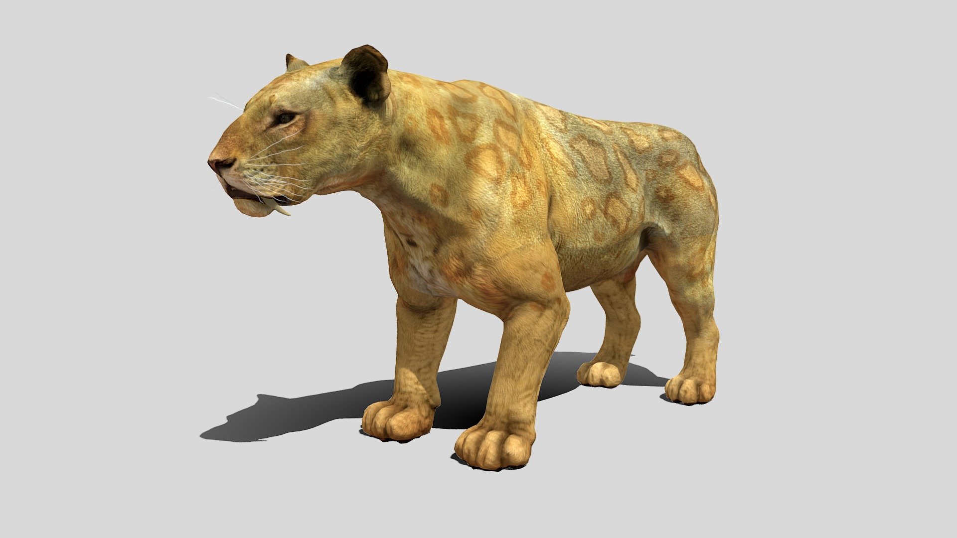 Smilodon sp. 3d model