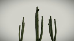 Cactus