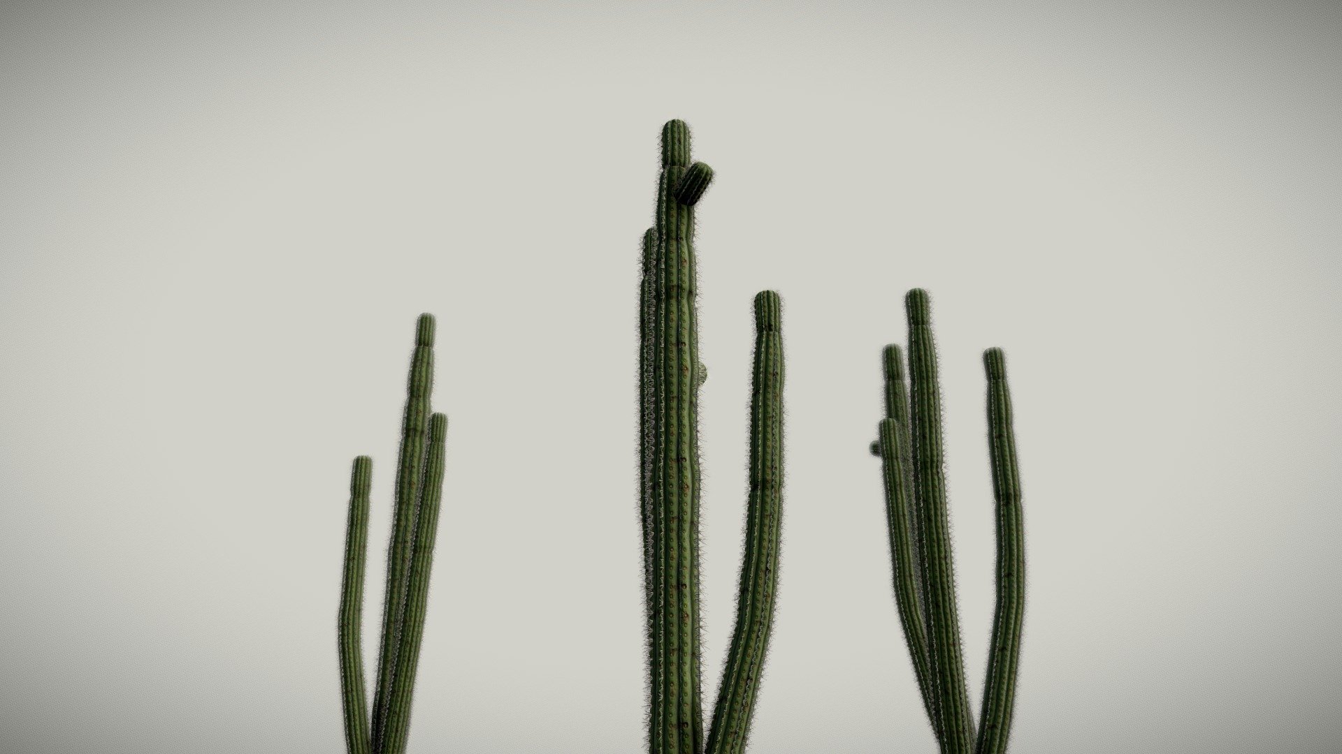 Cactus 3d model