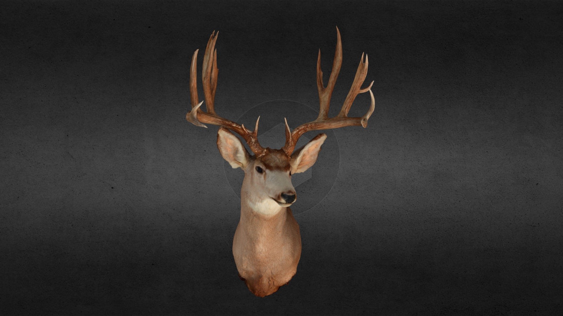 Robert Brock Mule Deer 3d model