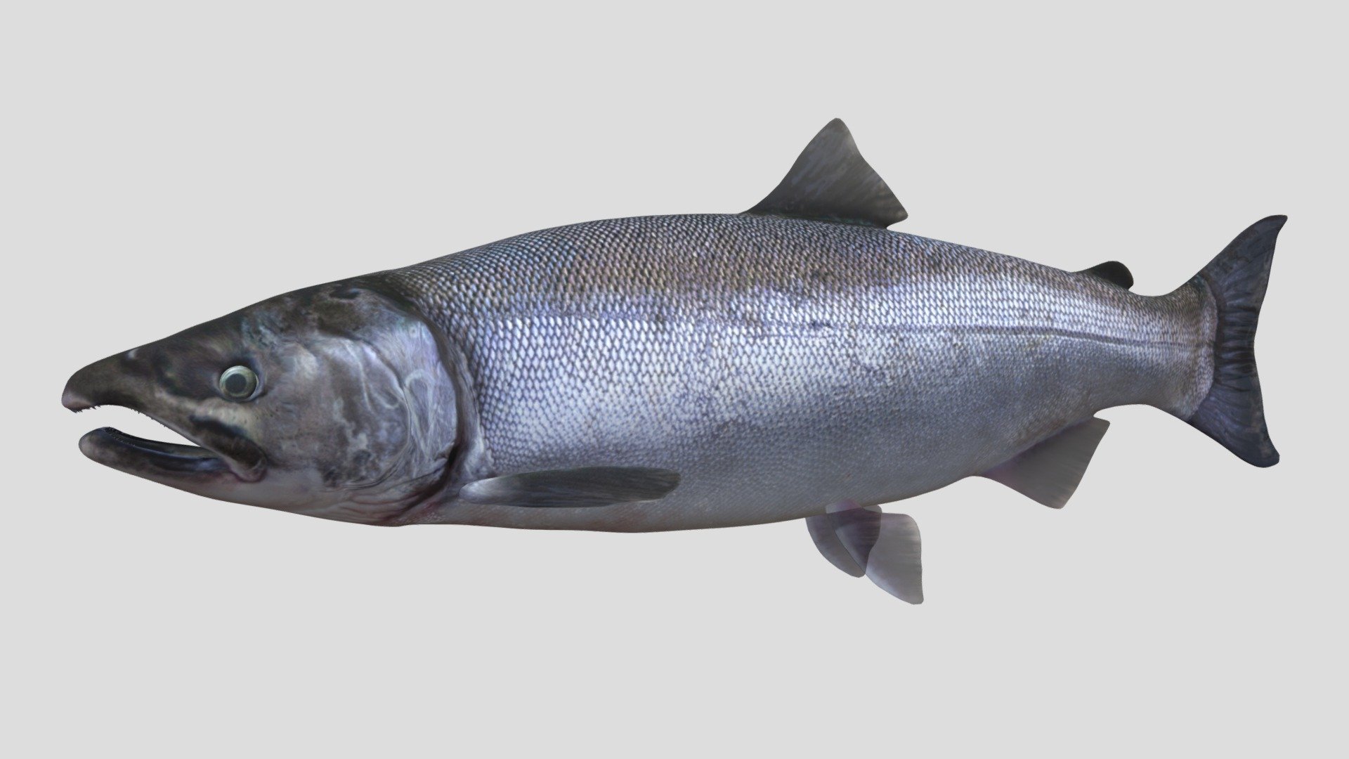 Salmon 3d model