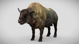 Bison textured