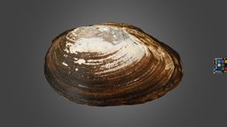 チシマドブガイ Pond Mussel, Beringiana beringiana