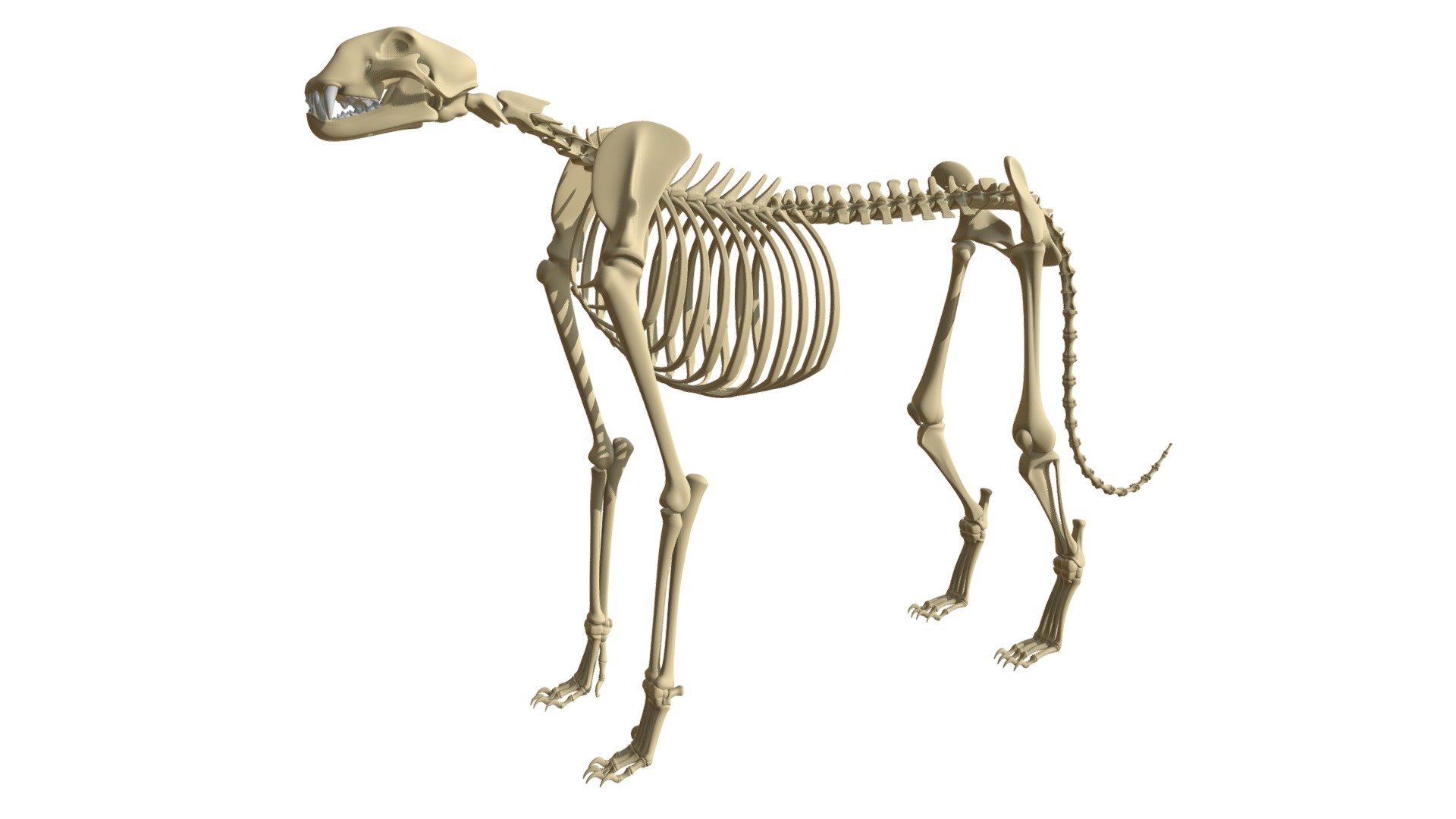 Cheetah Skeleton 3d model