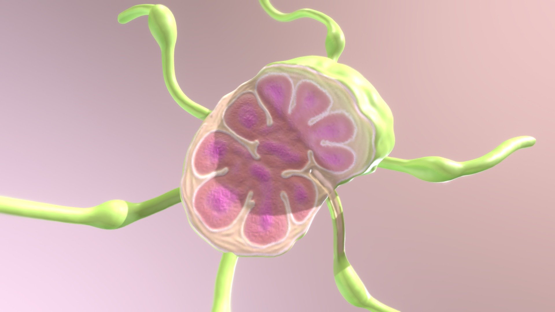 Lymph Node 3d model