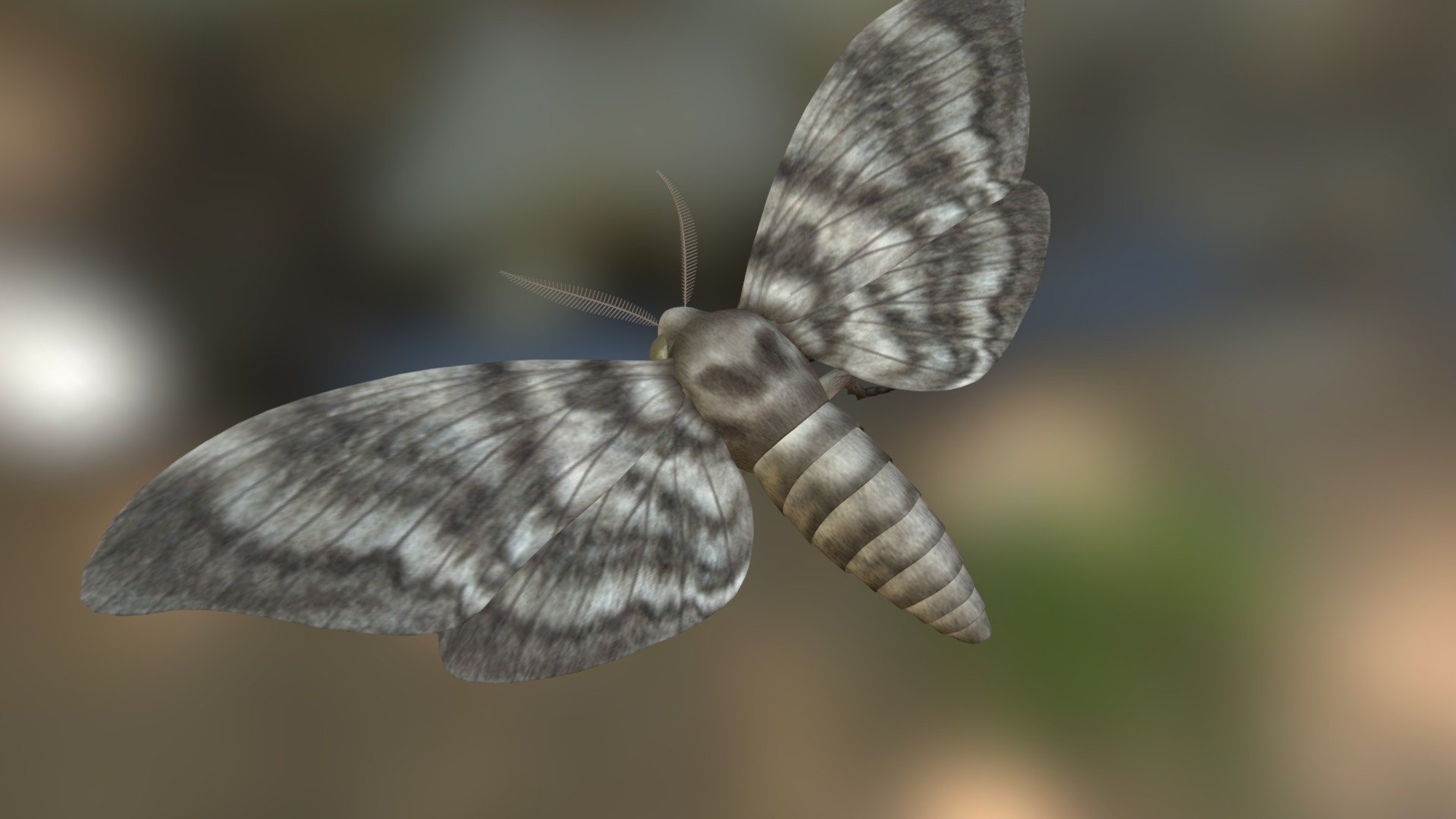 Moth 3d model