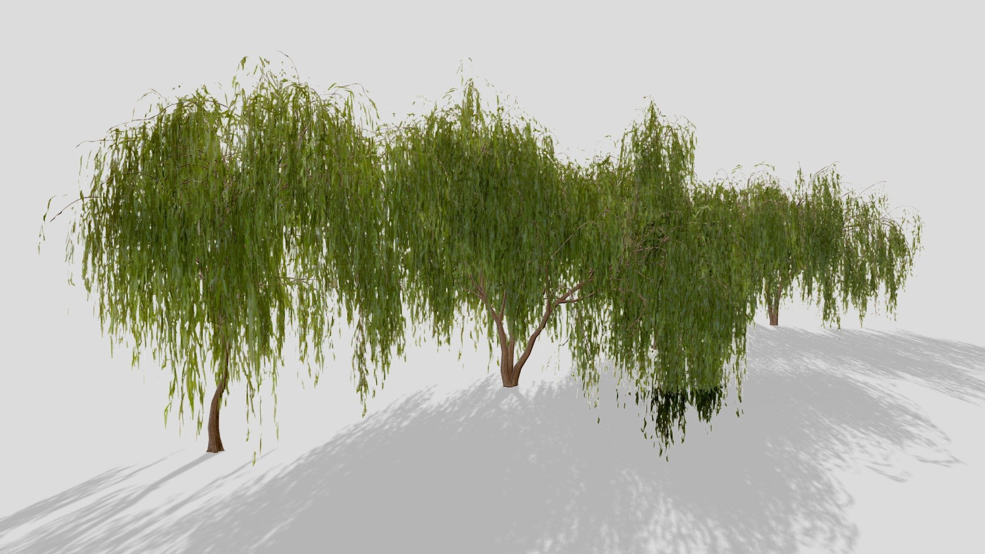 Willow Trees 3d model