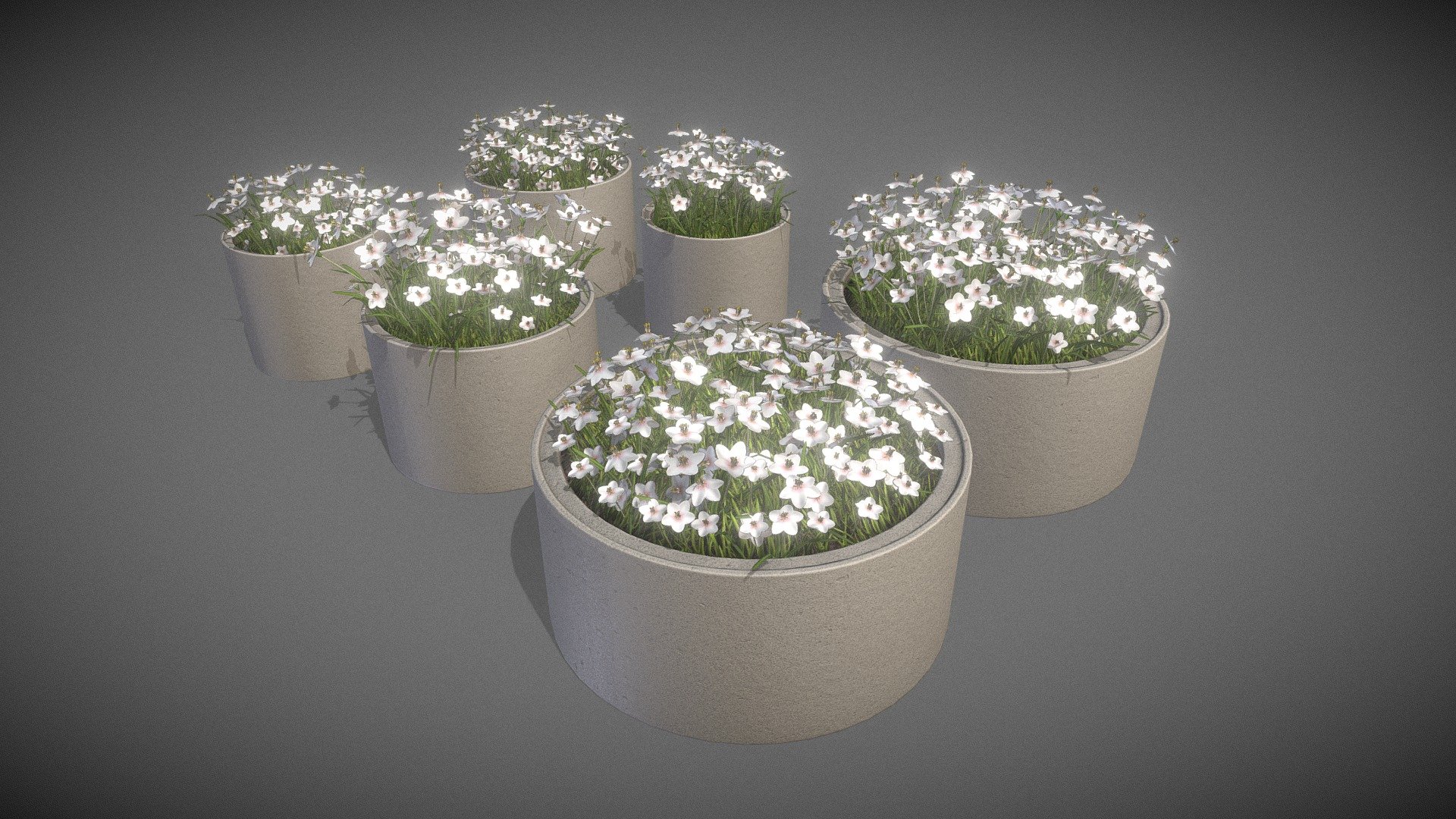 Concrete Pipe Pots With White Flowers 3d model