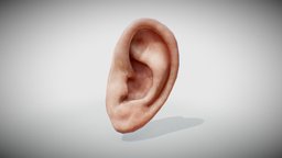 Ear Model