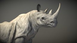 Black Rhinoceros