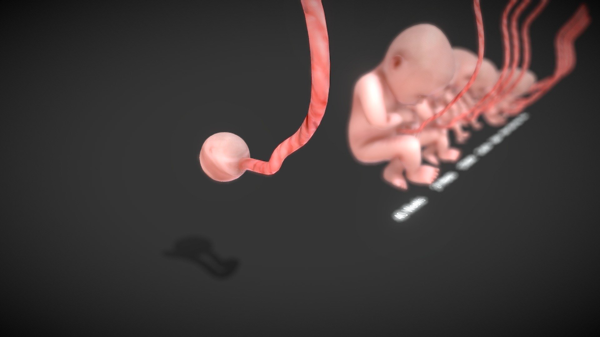 3D Animated Human Fetus 3d model