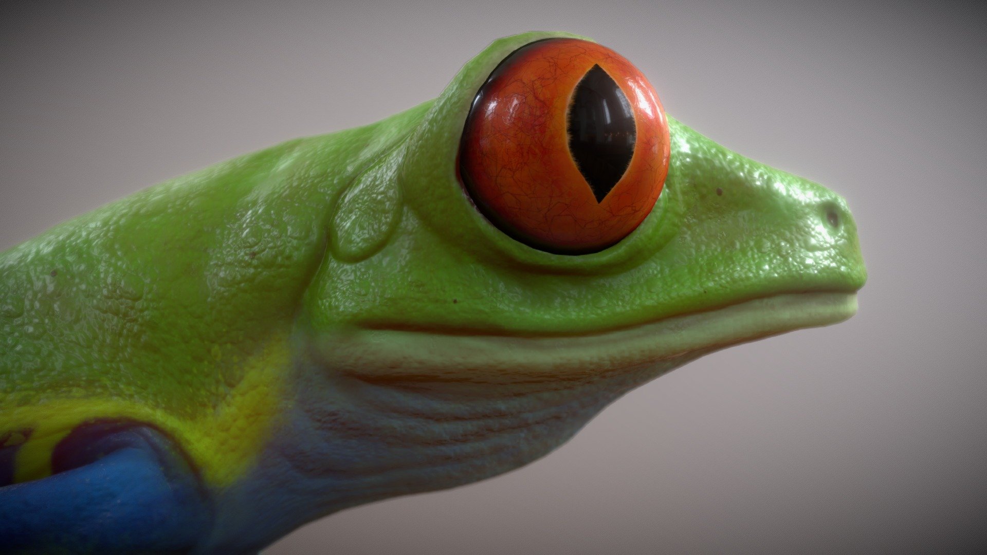 Animated Red-Eyed Tree Frog 3d model