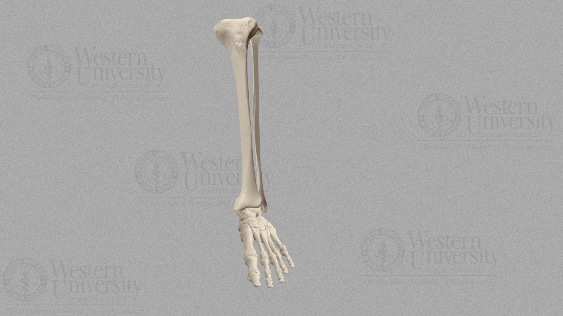 Foot Bones Scan 3d model