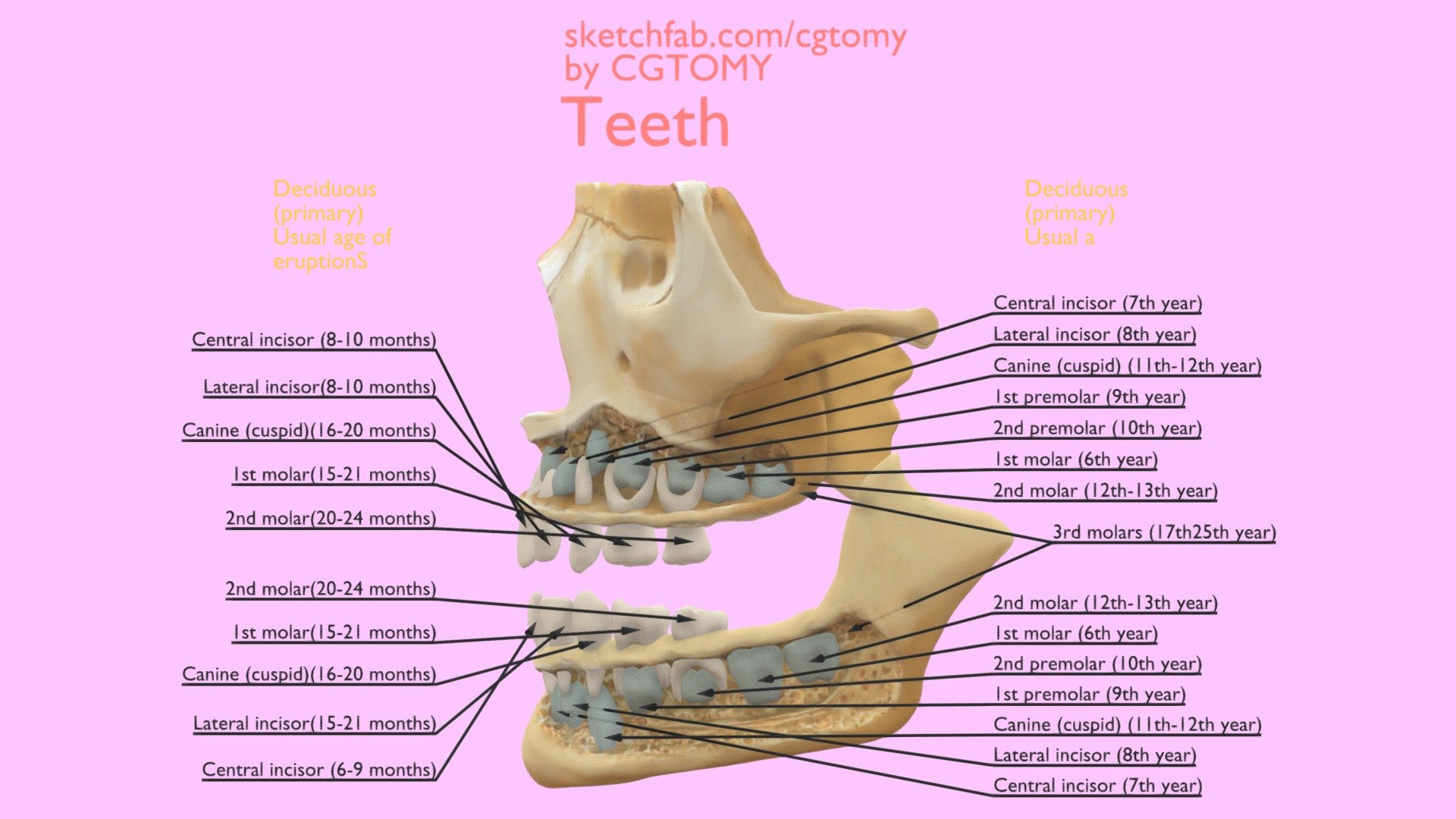 Teeth 3d model