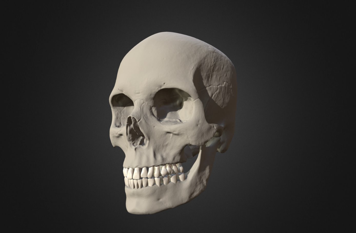 Skull Female Caucasian 3d model