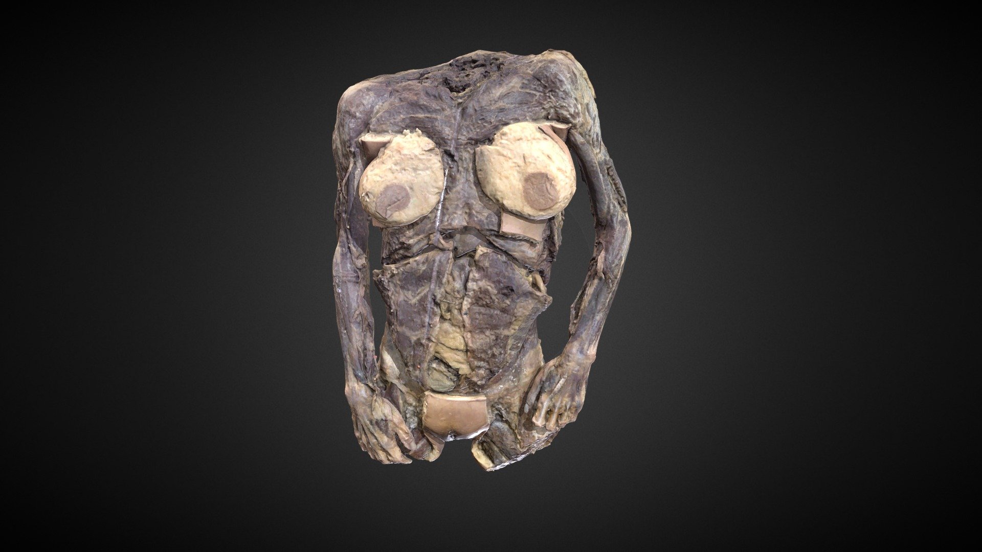 Tronco Mujer completo/ Complete Woman`s trunk 3d model