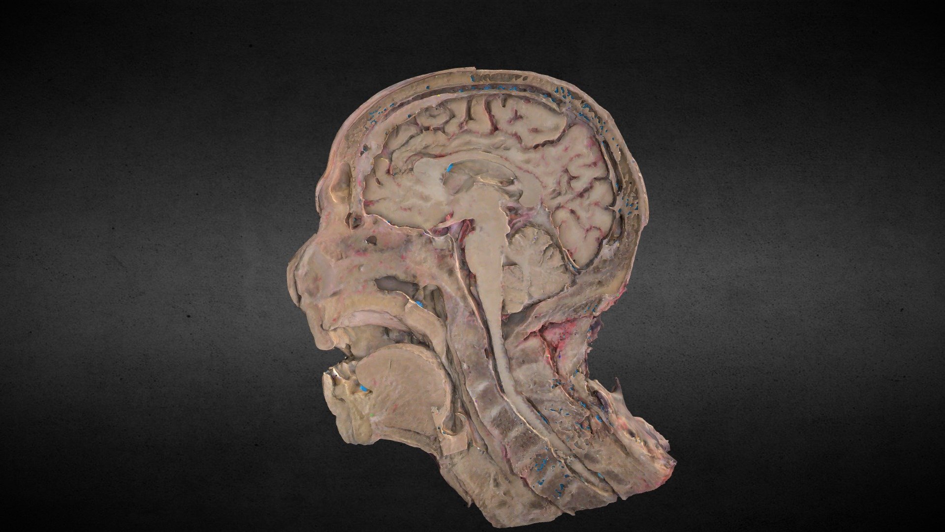 Corte sagital de cabeza/Sagittal head section 3d model