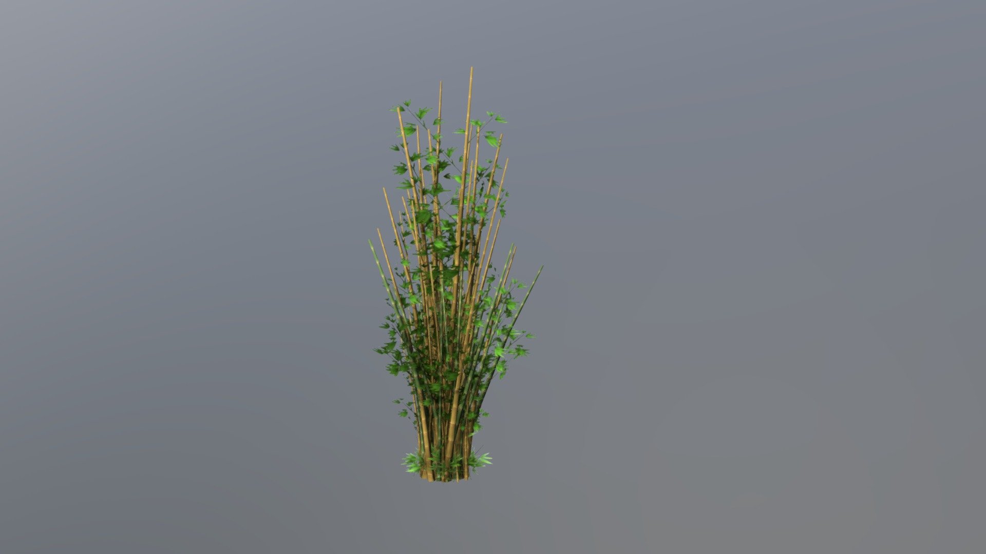 Wild bamboo cluster 3d model