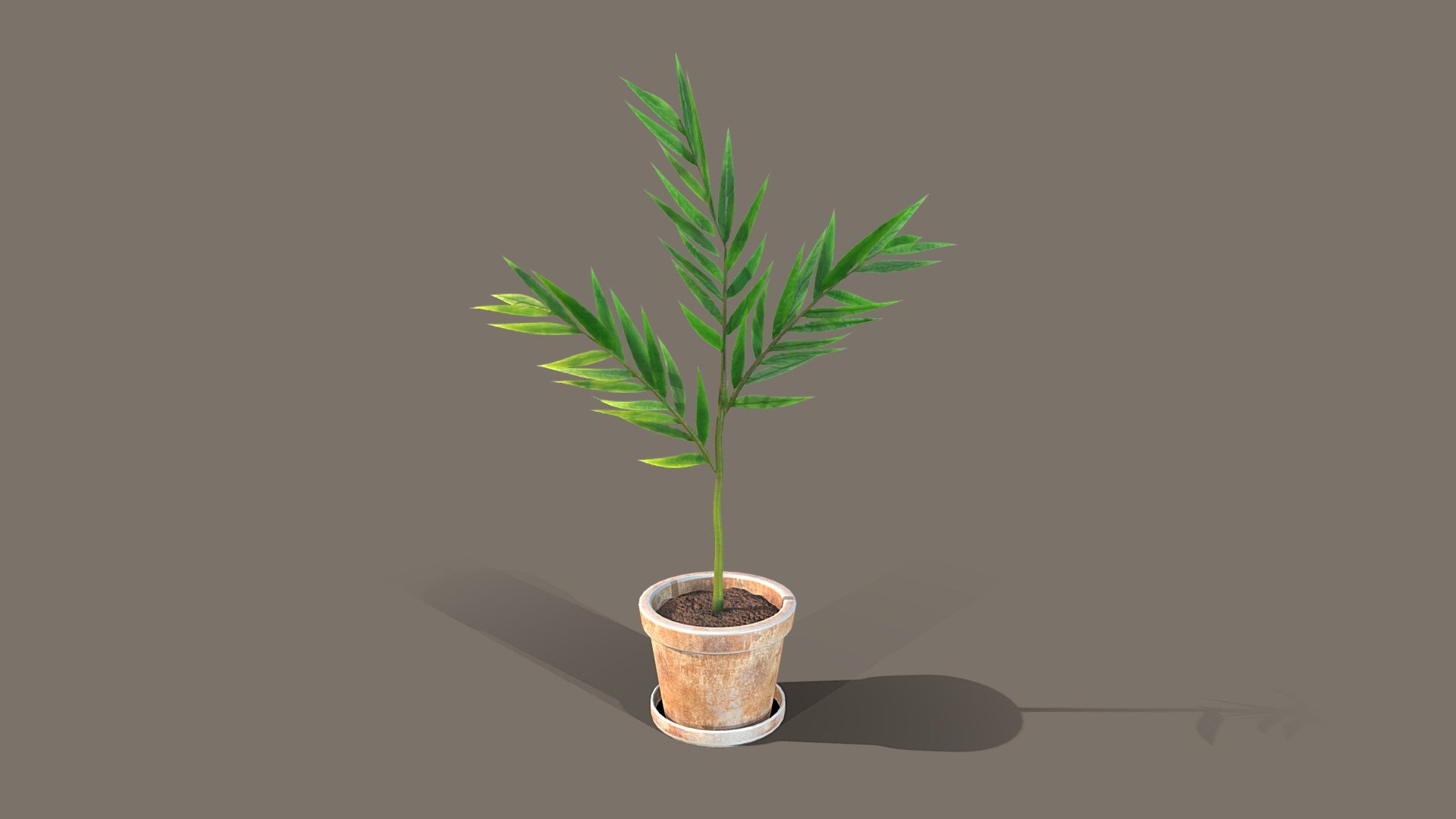 Bamboo palm plant 3d model