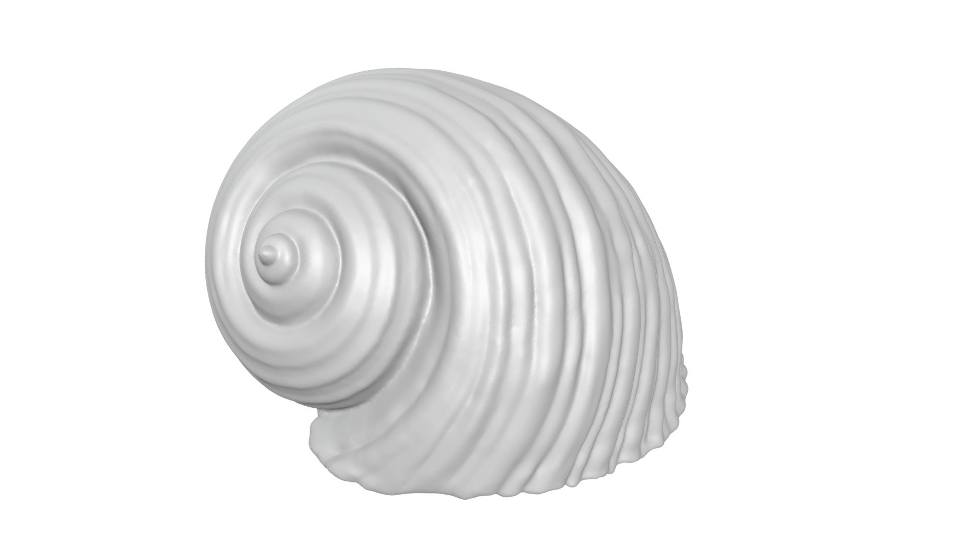 Shell 3d model