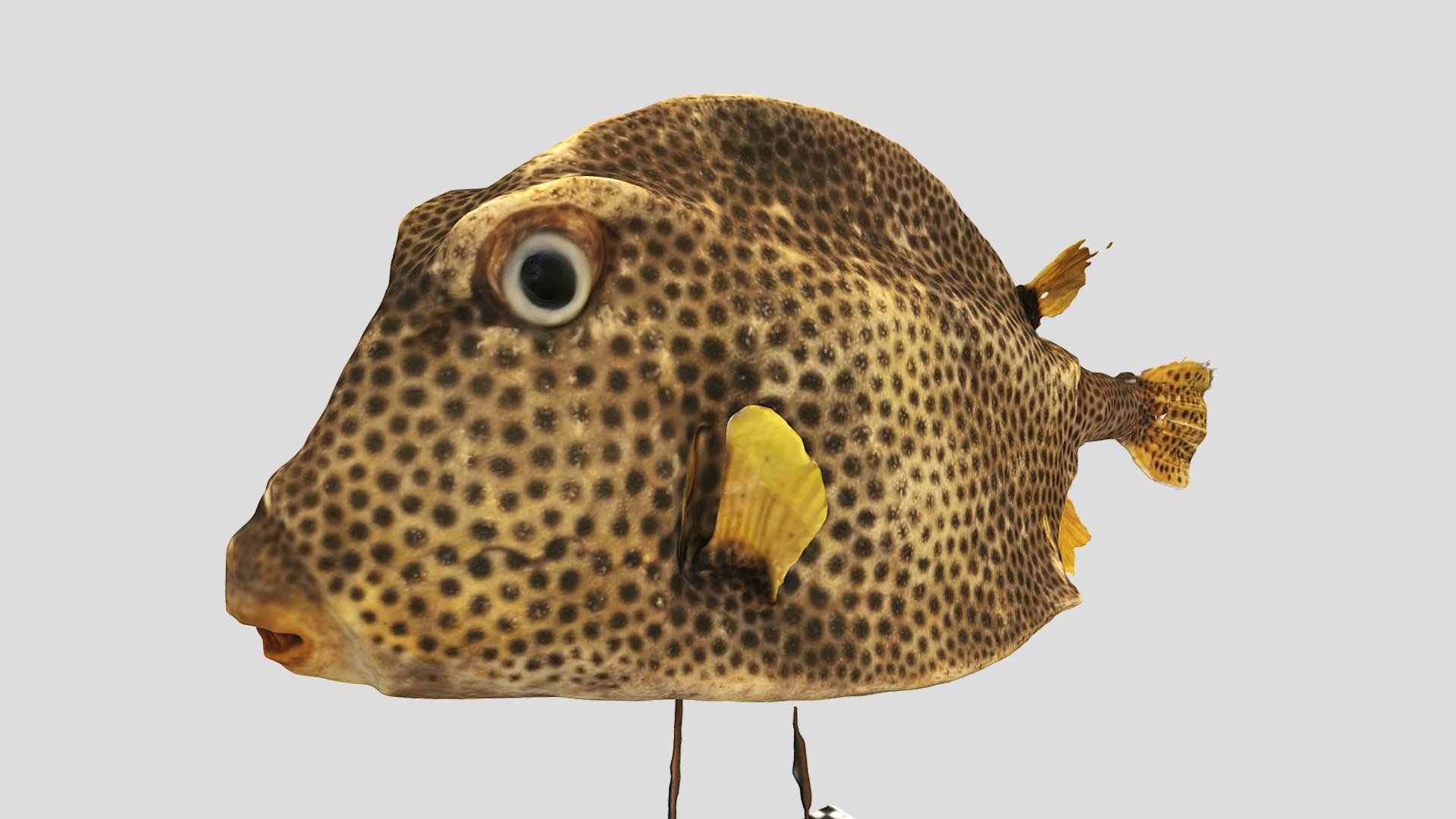 Кузовок-кубик | Yellow boxfish 3d model