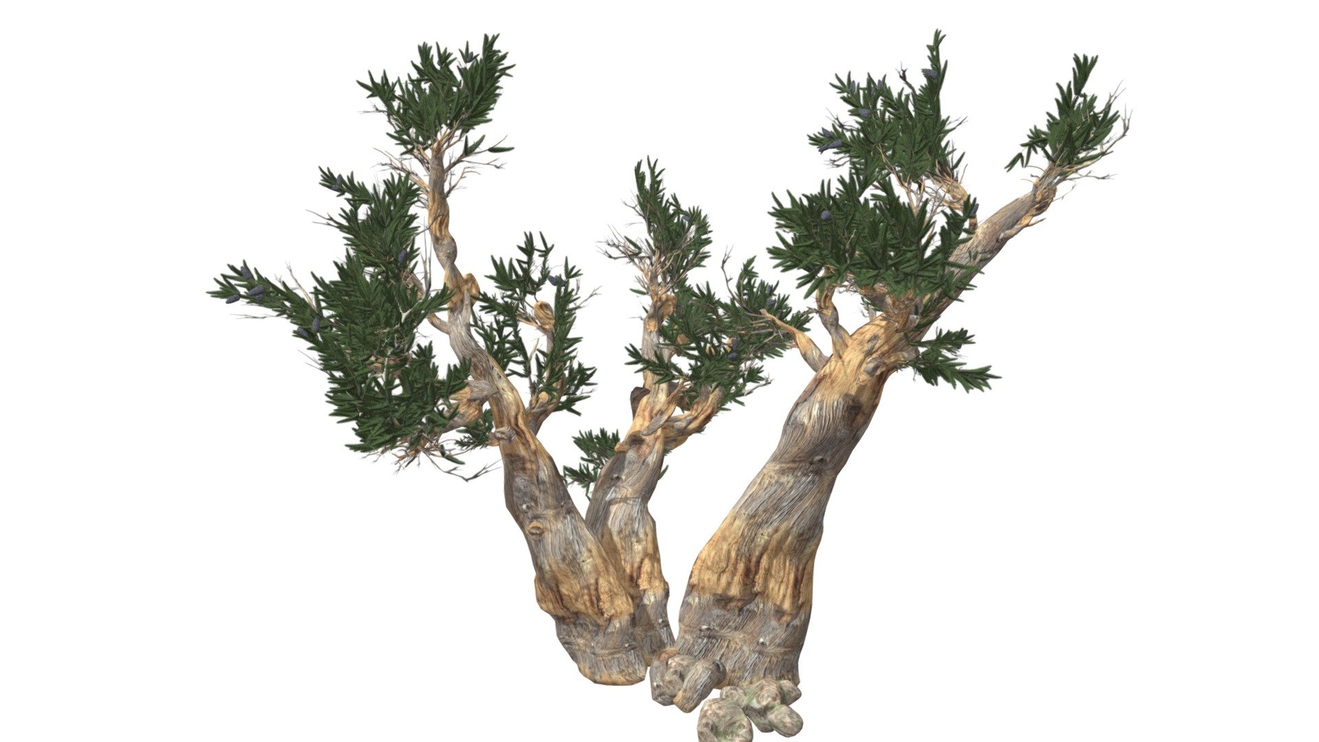 Bristlecone Pine Tree #02 3d model