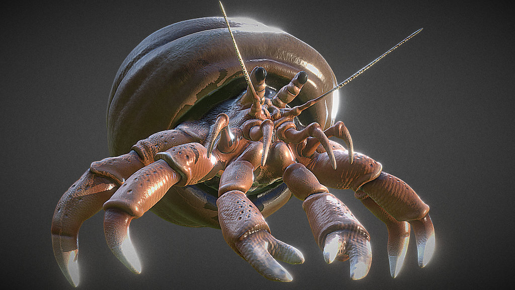 Anemia Hermit Crab 3d model