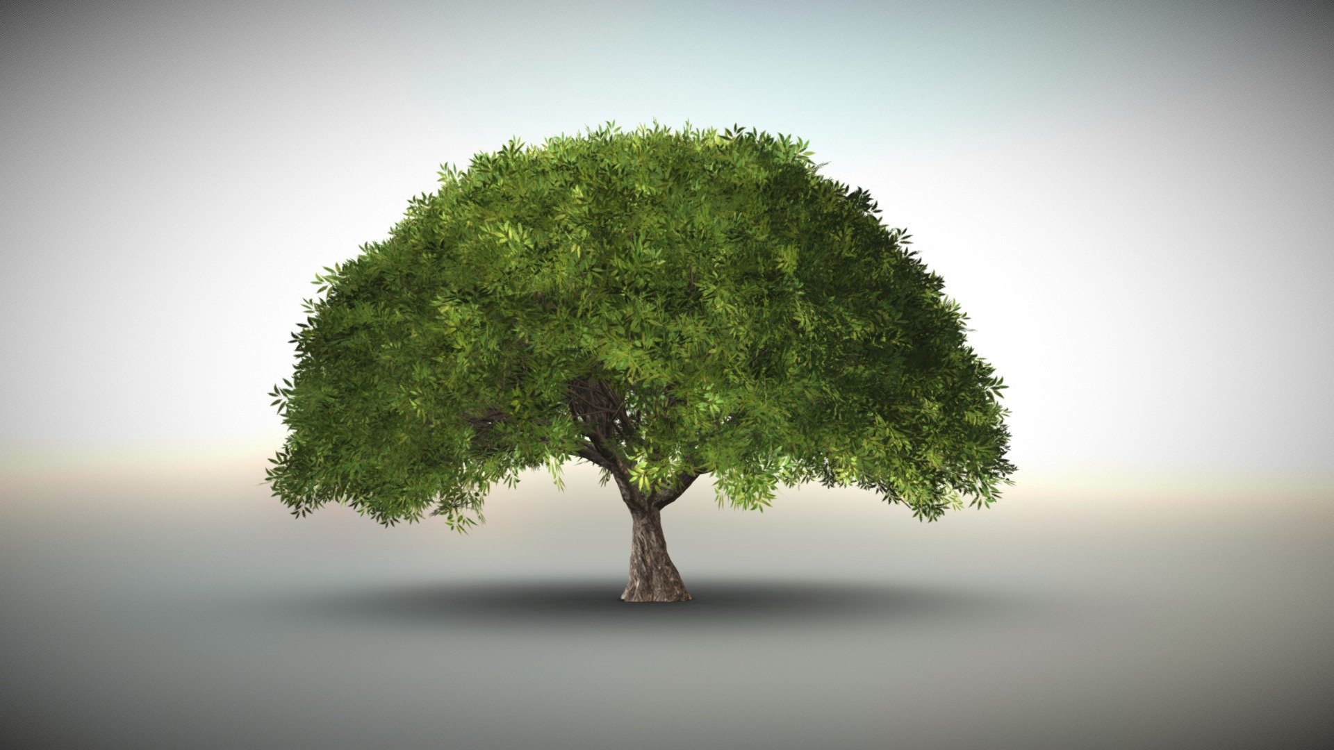 Globular Willow tree 3d model