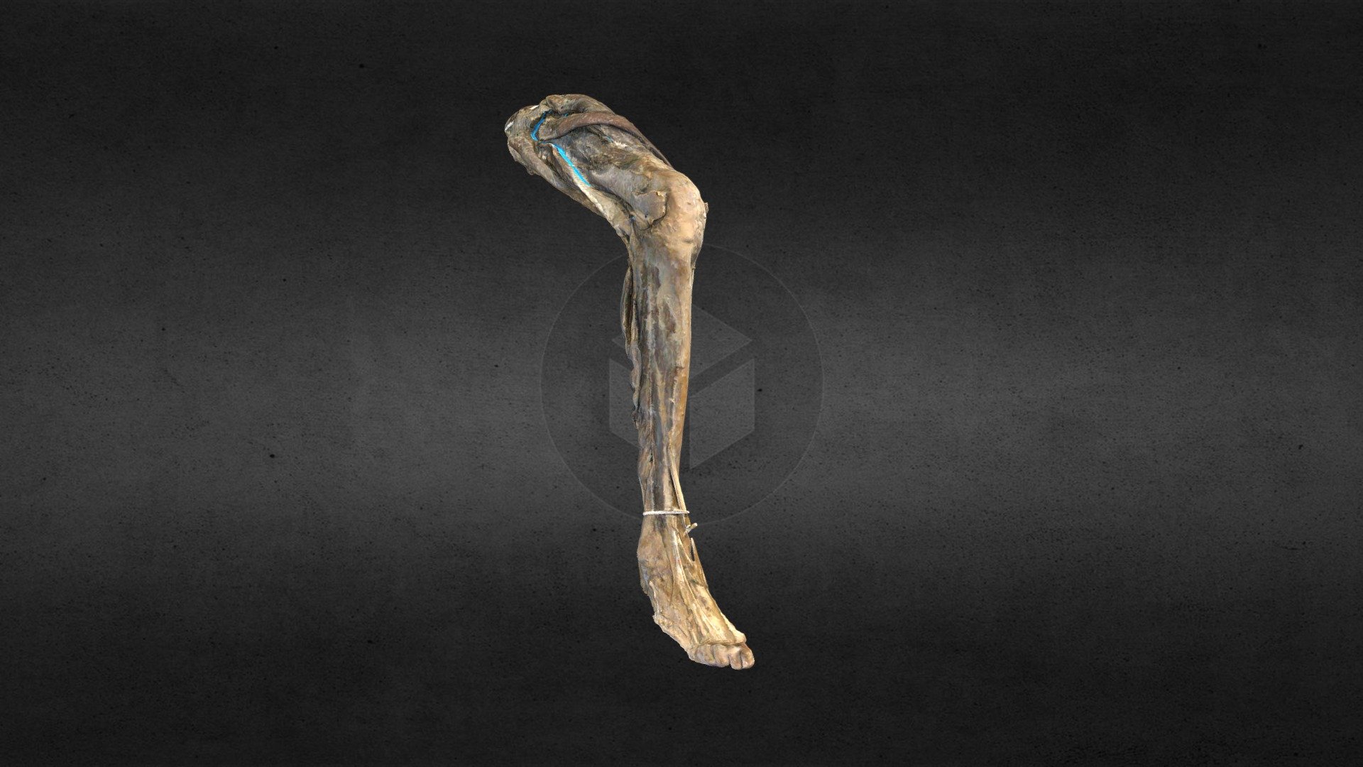 Lower Limb/ Miembro Inferior 3d model