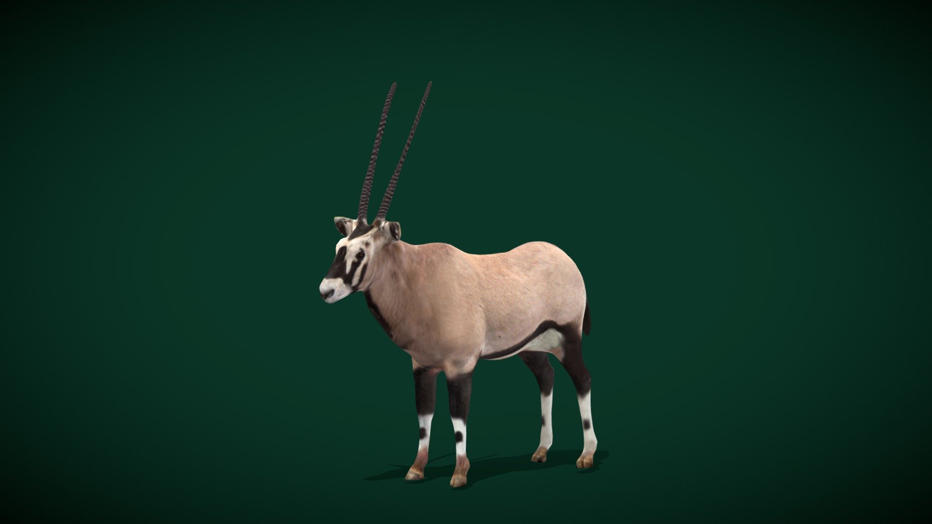 Oryx Gemsbok Antelope (LowPoly) 3d model